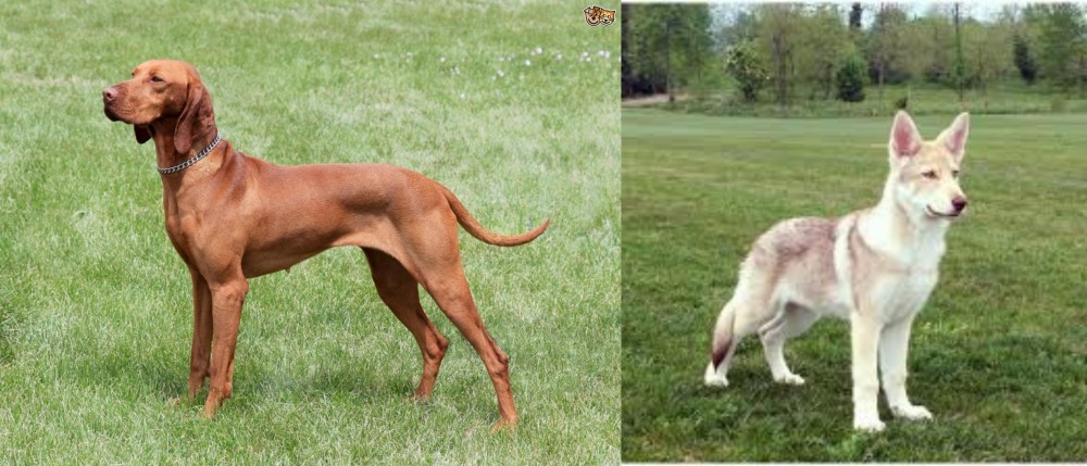 Saarlooswolfhond vs Hungarian Vizsla - Breed Comparison