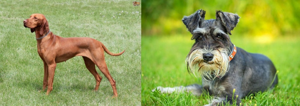 Schnauzer vs Hungarian Vizsla - Breed Comparison