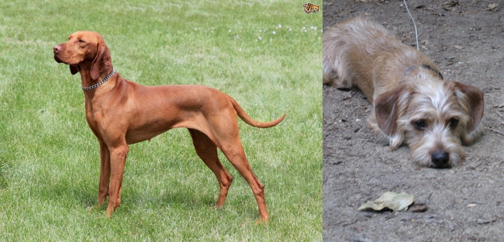Schweenie vs Hungarian Vizsla - Breed Comparison
