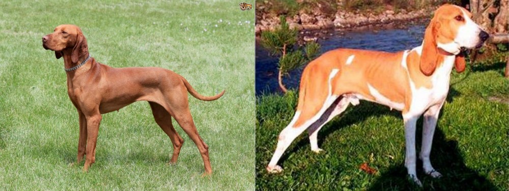 Schweizer Laufhund vs Hungarian Vizsla - Breed Comparison