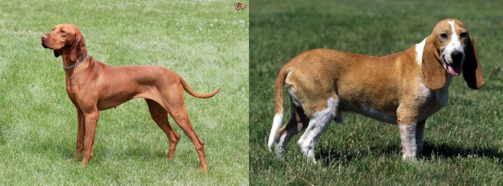 Schweizer Niederlaufhund vs Hungarian Vizsla - Breed Comparison