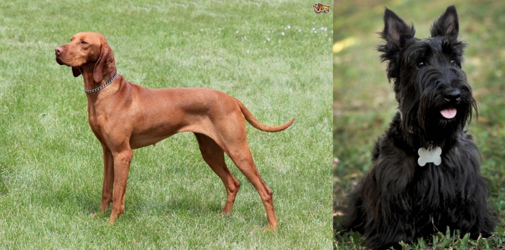 Scoland Terrier vs Hungarian Vizsla - Breed Comparison