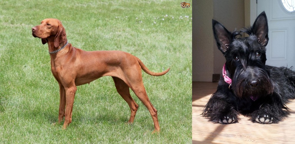 Scottish Terrier vs Hungarian Vizsla - Breed Comparison