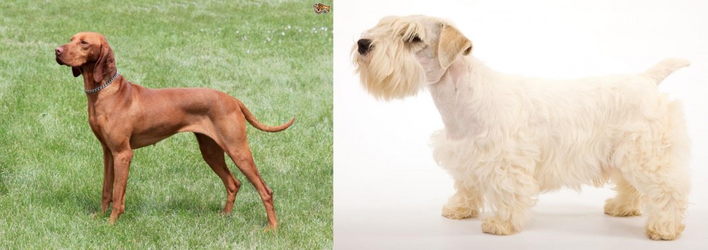 Sealyham Terrier vs Hungarian Vizsla - Breed Comparison