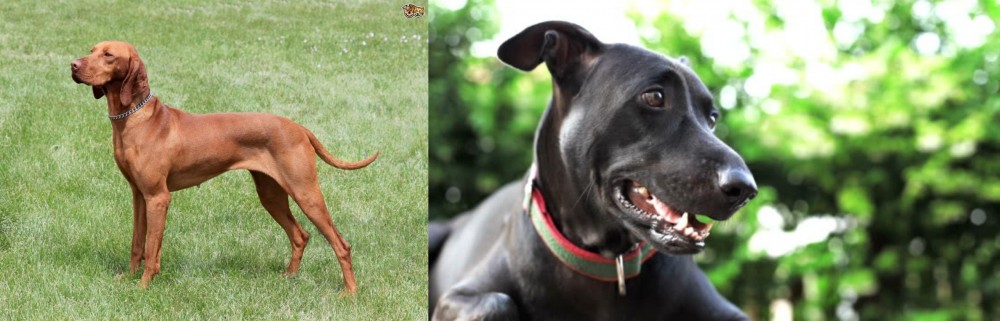 Shepard Labrador vs Hungarian Vizsla - Breed Comparison