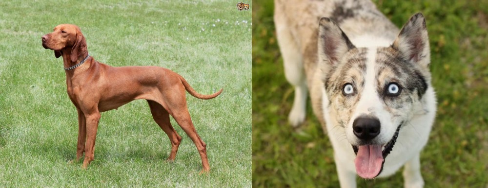 Shepherd Husky vs Hungarian Vizsla - Breed Comparison