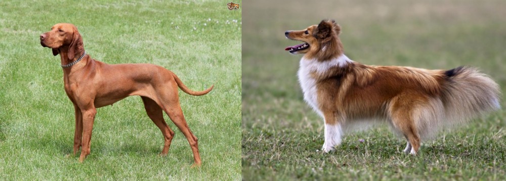 Shetland Sheepdog vs Hungarian Vizsla - Breed Comparison