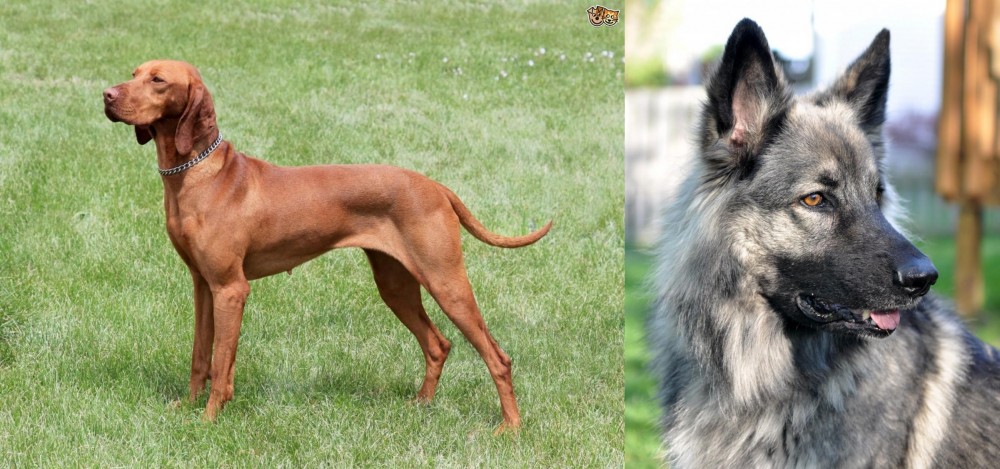 Shiloh Shepherd vs Hungarian Vizsla - Breed Comparison
