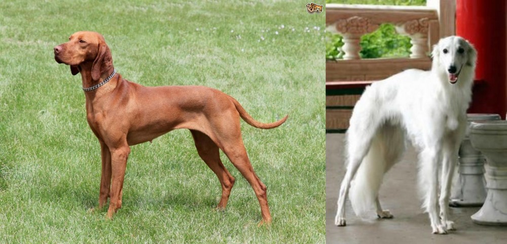 Silken Windhound vs Hungarian Vizsla - Breed Comparison