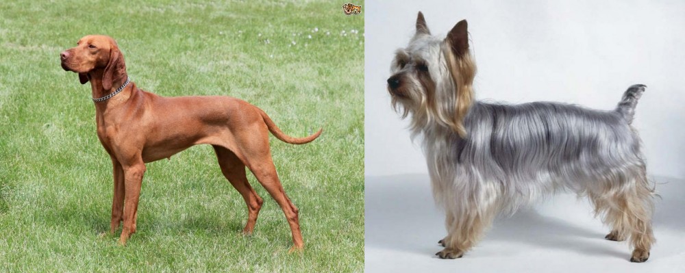 Silky Terrier vs Hungarian Vizsla - Breed Comparison