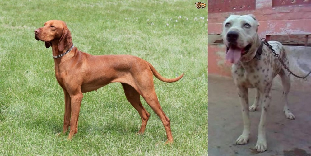 Sindh Mastiff vs Hungarian Vizsla - Breed Comparison