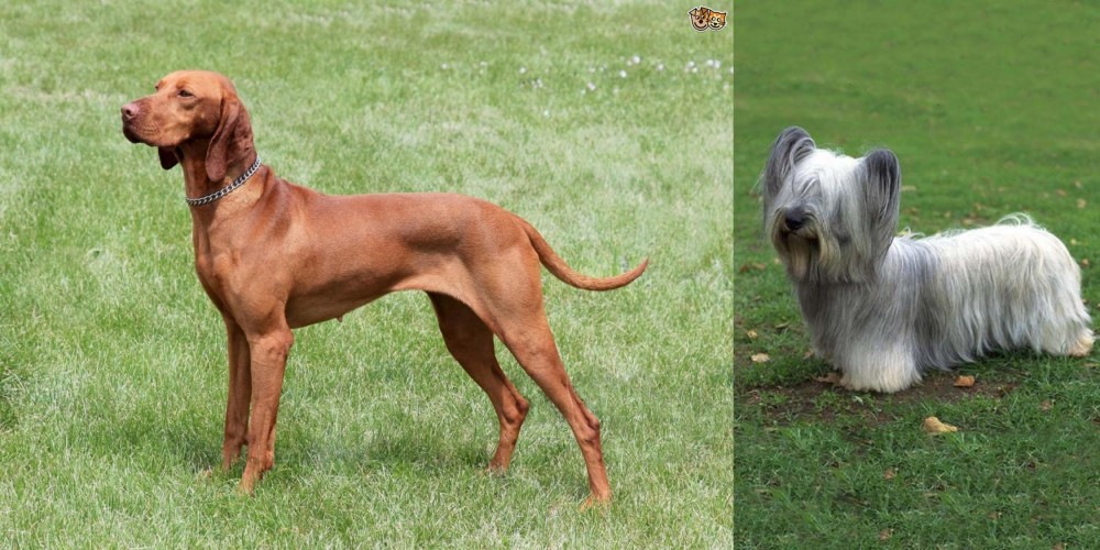 Skye Terrier vs Hungarian Vizsla - Breed Comparison