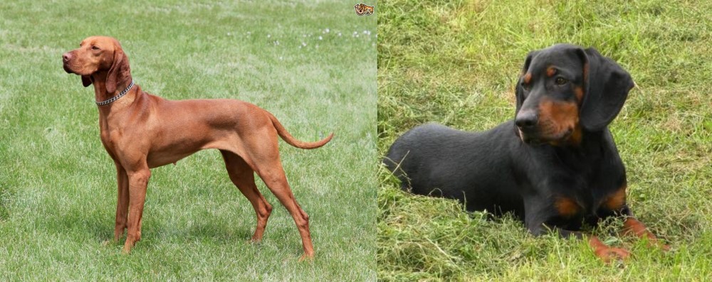Slovakian Hound vs Hungarian Vizsla - Breed Comparison