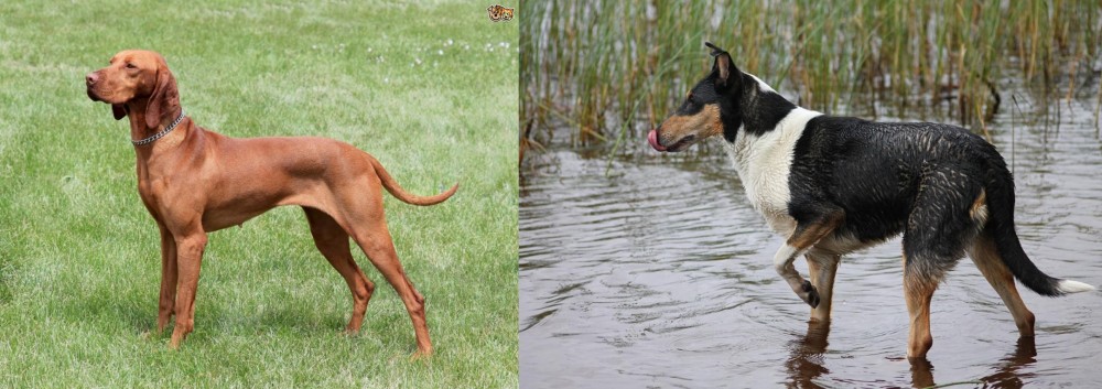 Smooth Collie vs Hungarian Vizsla - Breed Comparison