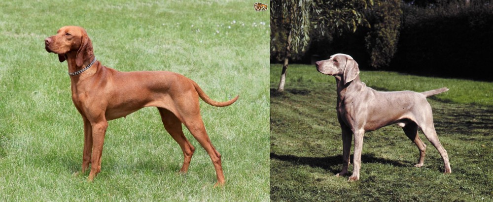 Smooth Haired Weimaraner vs Hungarian Vizsla - Breed Comparison