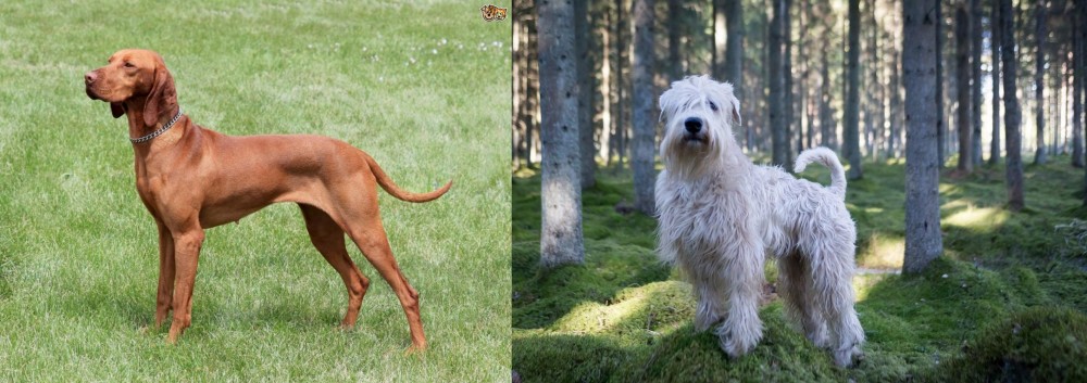 Soft-Coated Wheaten Terrier vs Hungarian Vizsla - Breed Comparison