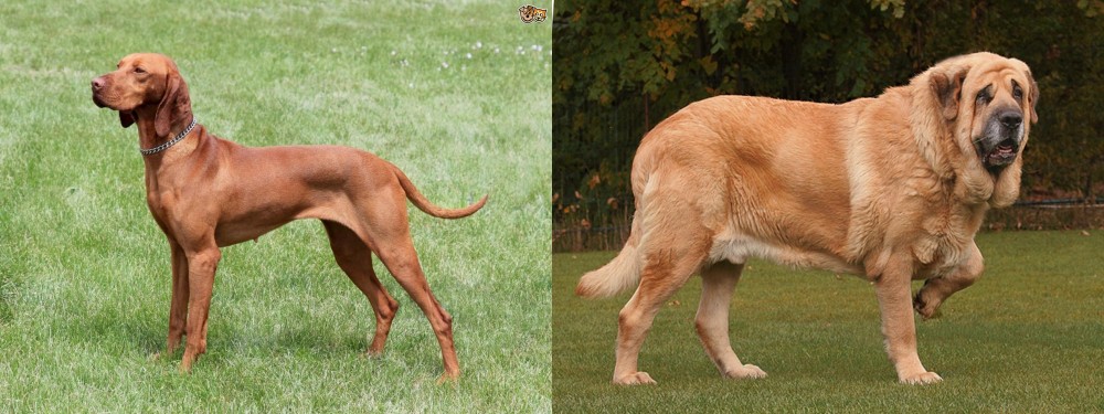 Spanish Mastiff vs Hungarian Vizsla - Breed Comparison