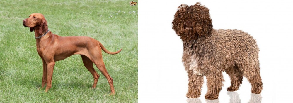 Spanish Water Dog vs Hungarian Vizsla - Breed Comparison
