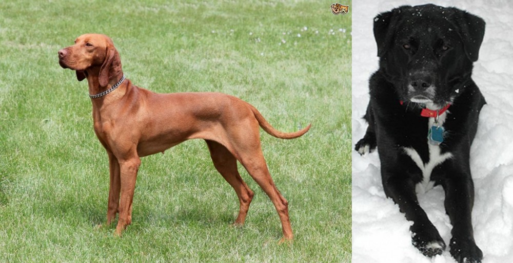 St. John's Water Dog vs Hungarian Vizsla - Breed Comparison