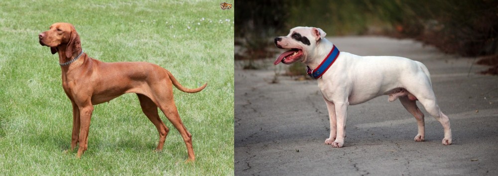 Staffordshire Bull Terrier vs Hungarian Vizsla - Breed Comparison