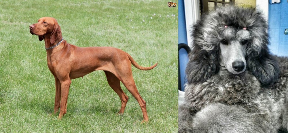 Standard Poodle vs Hungarian Vizsla - Breed Comparison