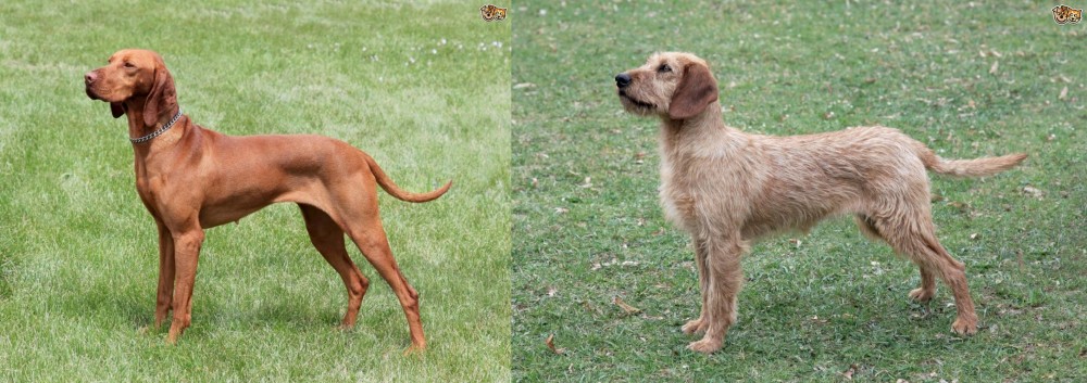 Styrian Coarse Haired Hound vs Hungarian Vizsla - Breed Comparison