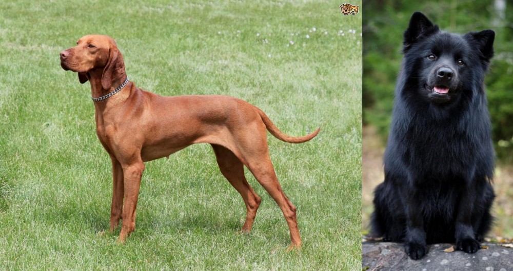 Swedish Lapphund vs Hungarian Vizsla - Breed Comparison