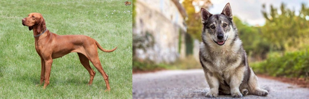 Swedish Vallhund vs Hungarian Vizsla - Breed Comparison