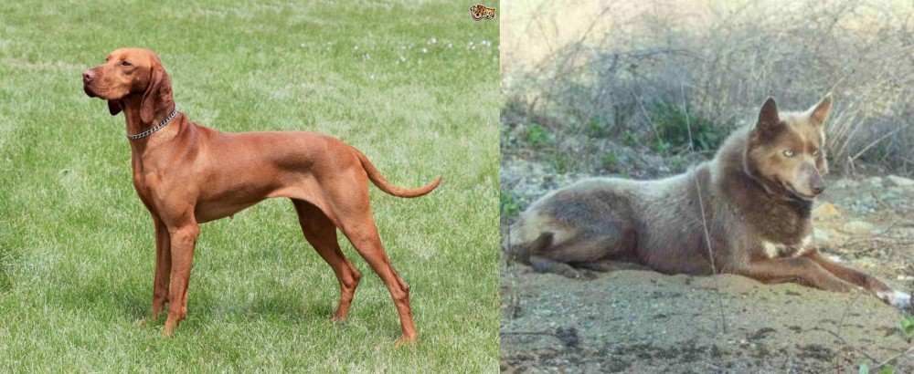 Tahltan Bear Dog vs Hungarian Vizsla - Breed Comparison