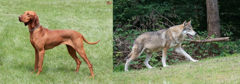 Tamaskan vs Hungarian Vizsla - Breed Comparison
