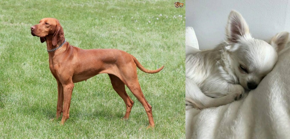 Tea Cup Chihuahua vs Hungarian Vizsla - Breed Comparison