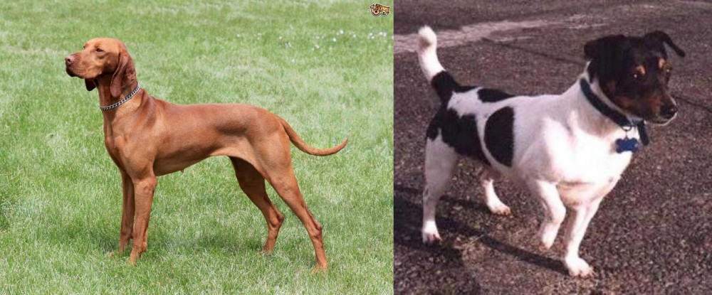 Teddy Roosevelt Terrier vs Hungarian Vizsla - Breed Comparison