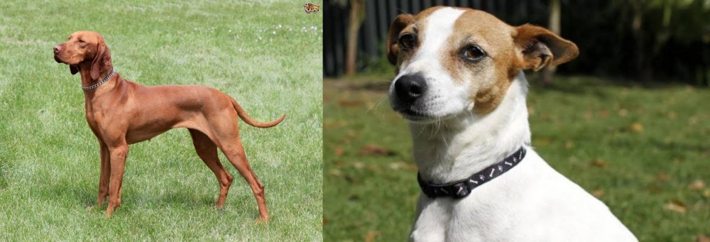 Tenterfield Terrier vs Hungarian Vizsla - Breed Comparison