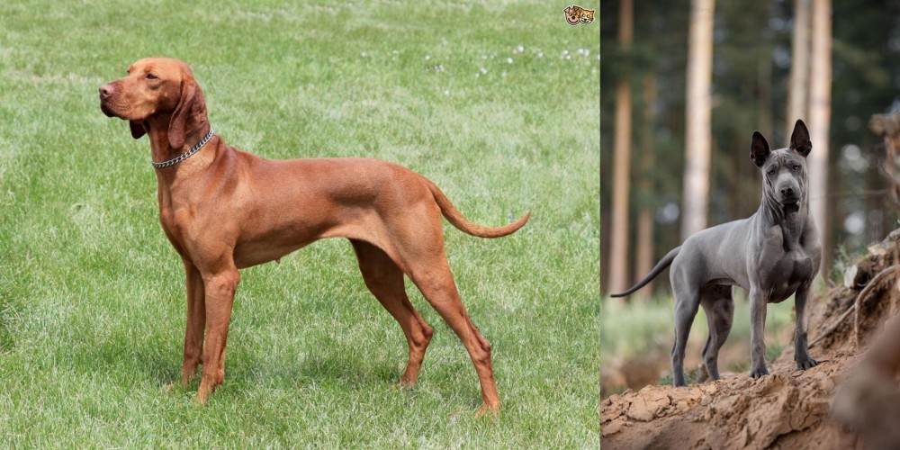 Thai Ridgeback vs Hungarian Vizsla - Breed Comparison