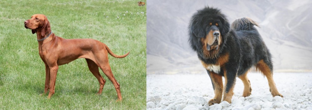 Tibetan Mastiff vs Hungarian Vizsla - Breed Comparison