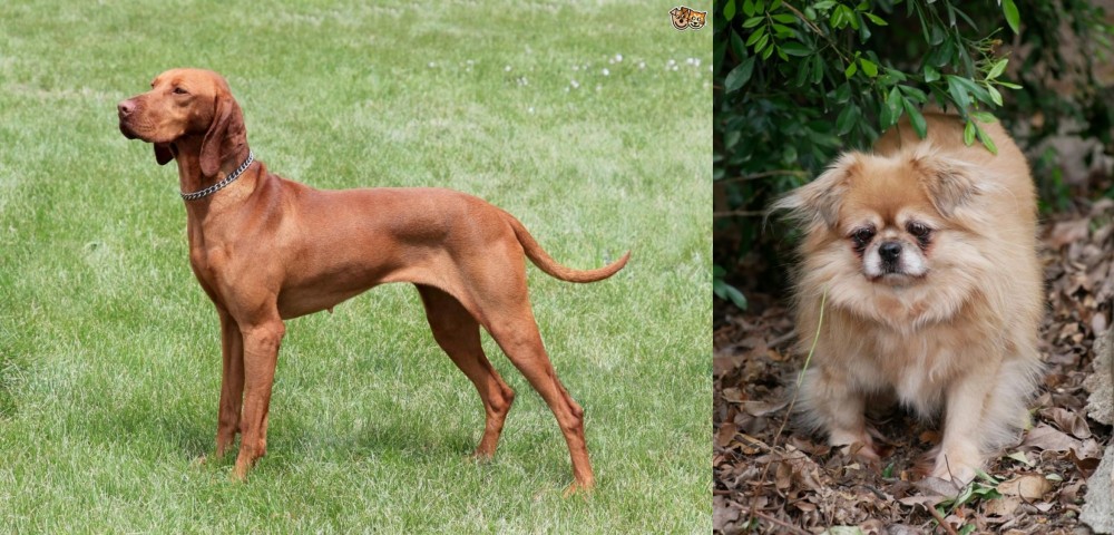 Tibetan Spaniel vs Hungarian Vizsla - Breed Comparison