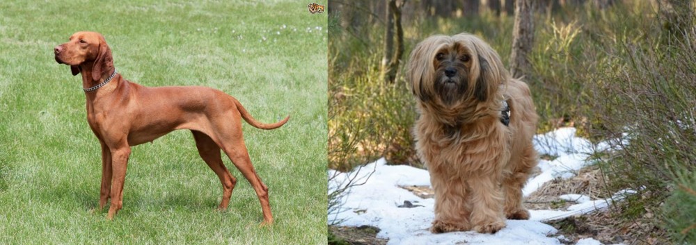 Tibetan Terrier vs Hungarian Vizsla - Breed Comparison
