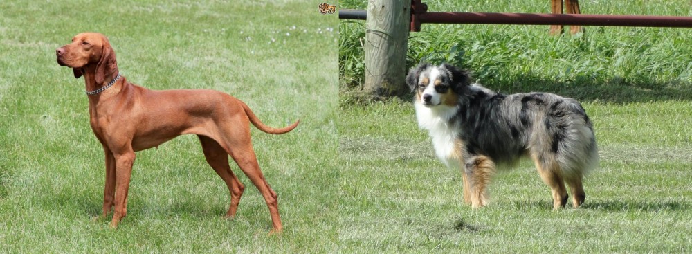 Toy Australian Shepherd vs Hungarian Vizsla - Breed Comparison