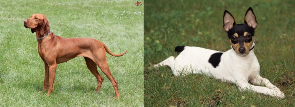 Toy Fox Terrier vs Hungarian Vizsla - Breed Comparison