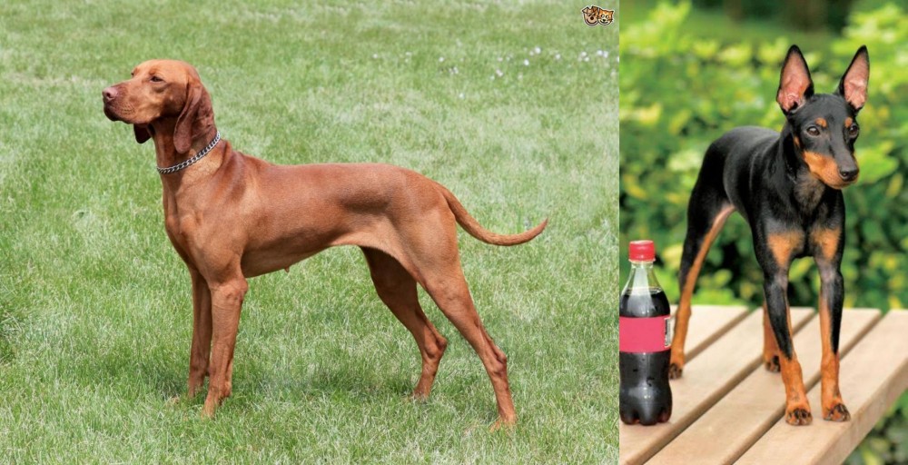 Toy Manchester Terrier vs Hungarian Vizsla - Breed Comparison