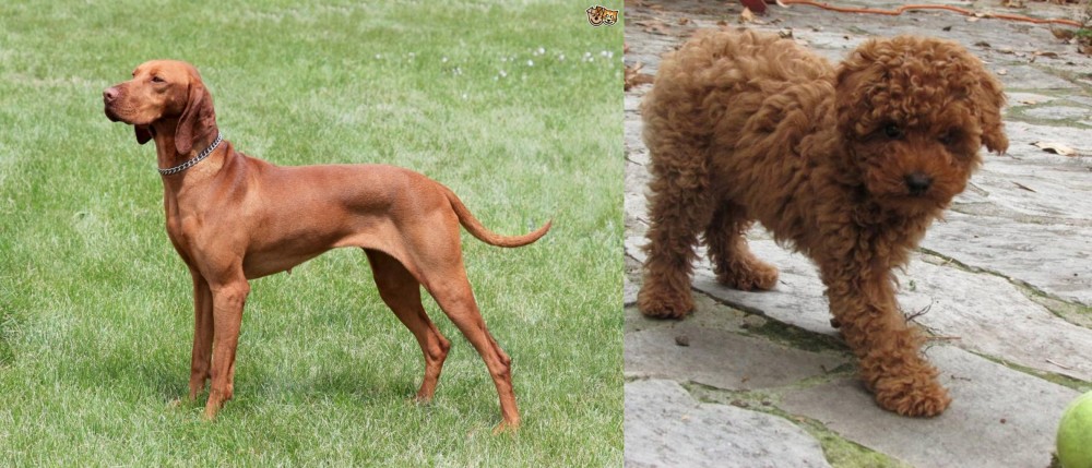 Toy Poodle vs Hungarian Vizsla - Breed Comparison