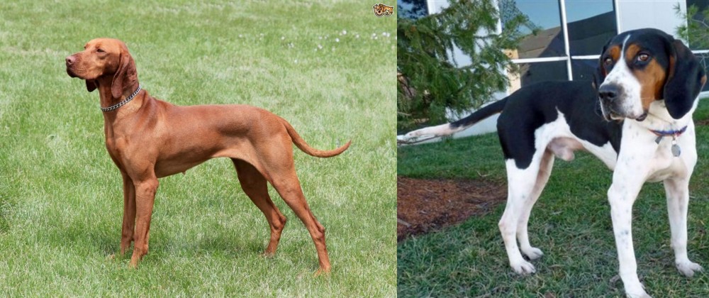 Treeing Walker Coonhound vs Hungarian Vizsla - Breed Comparison