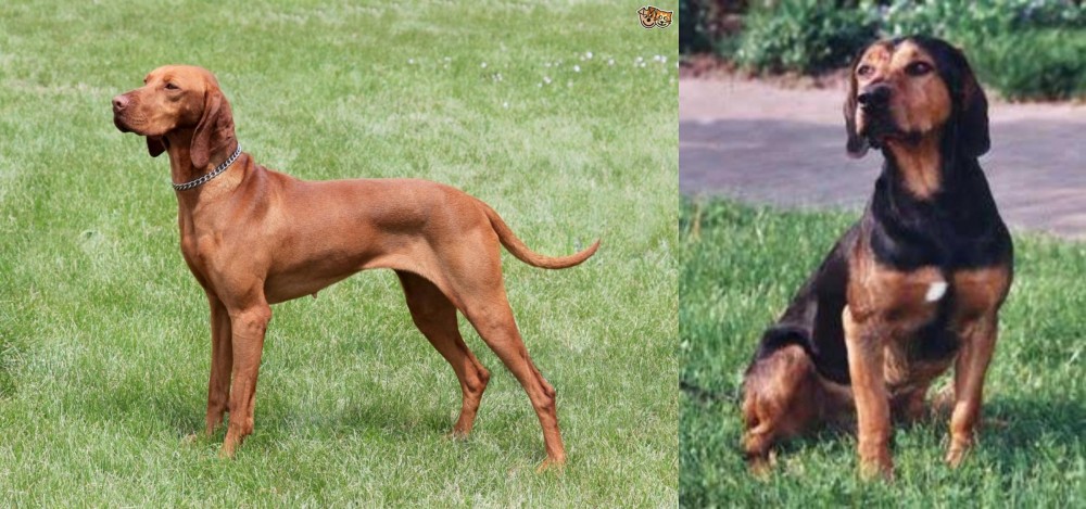 Tyrolean Hound vs Hungarian Vizsla - Breed Comparison