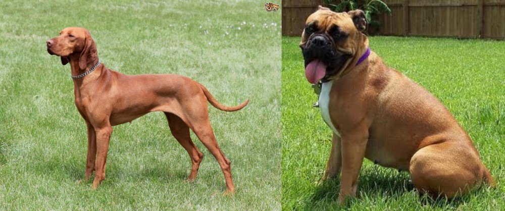 Valley Bulldog vs Hungarian Vizsla - Breed Comparison