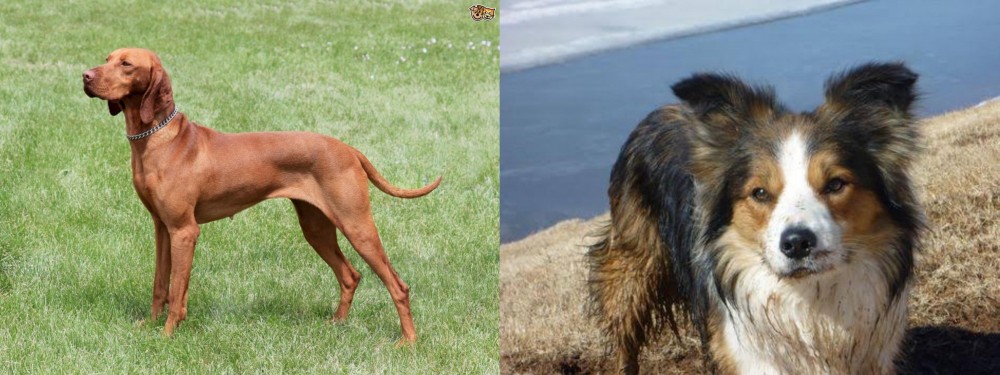 Welsh Sheepdog vs Hungarian Vizsla - Breed Comparison