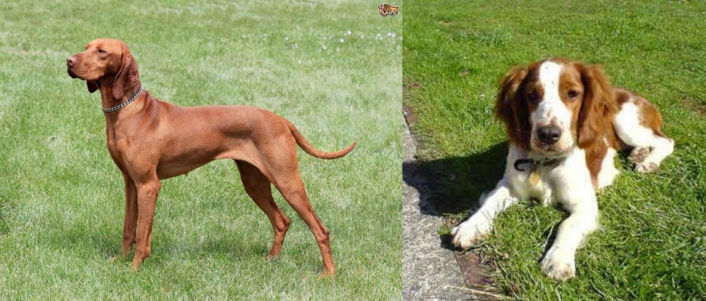 Welsh Springer Spaniel vs Hungarian Vizsla - Breed Comparison