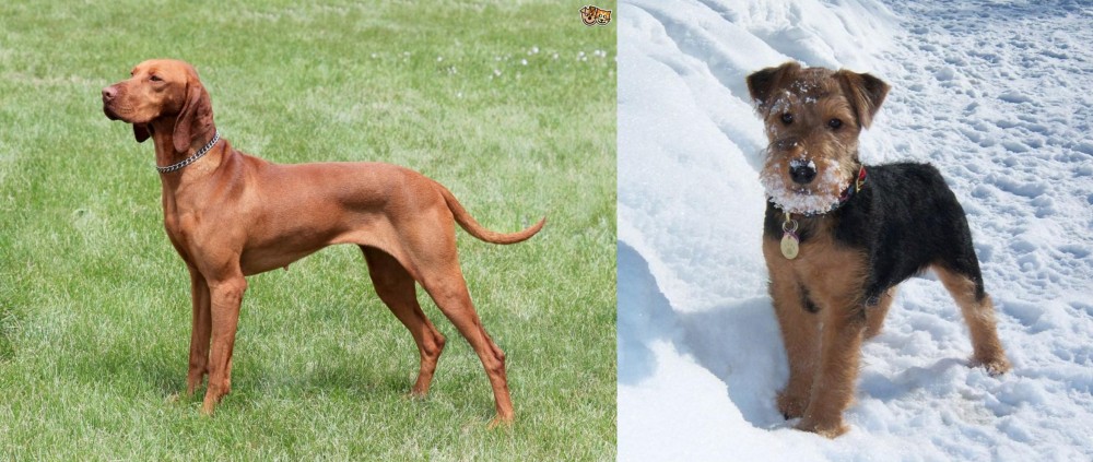 Welsh Terrier vs Hungarian Vizsla - Breed Comparison