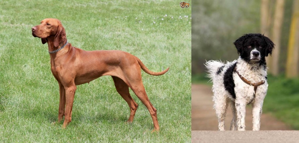 Wetterhoun vs Hungarian Vizsla - Breed Comparison