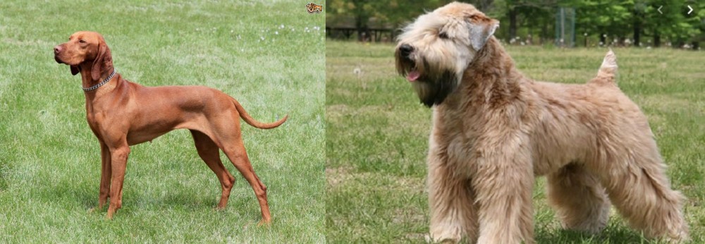 Wheaten Terrier vs Hungarian Vizsla - Breed Comparison