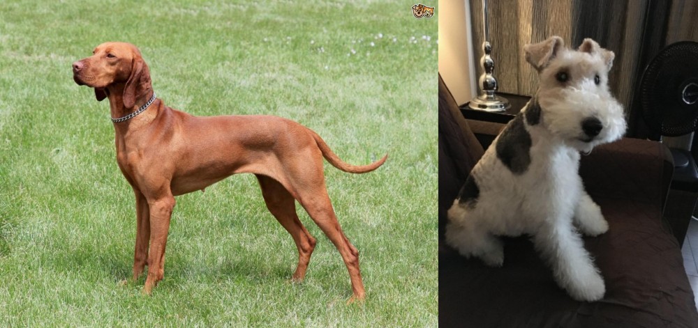 Wire Haired Fox Terrier vs Hungarian Vizsla - Breed Comparison